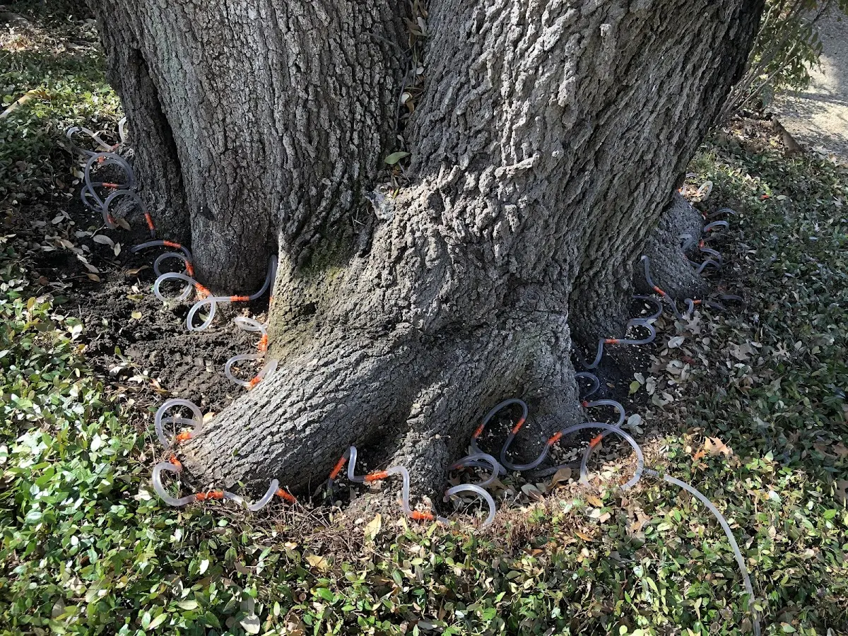 Detailed Tree Cabling and Bracing job site in Hampden