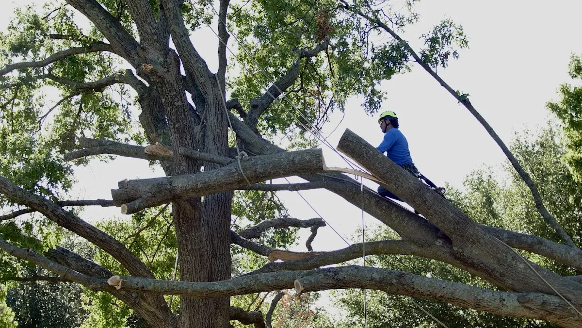 Professional Crown Thinning performed by certified arborists in Hampden