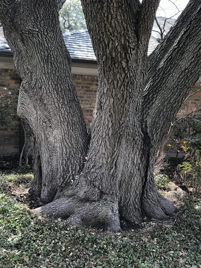 Mature heritage tree close to a Hampden property cared for by certified arborists