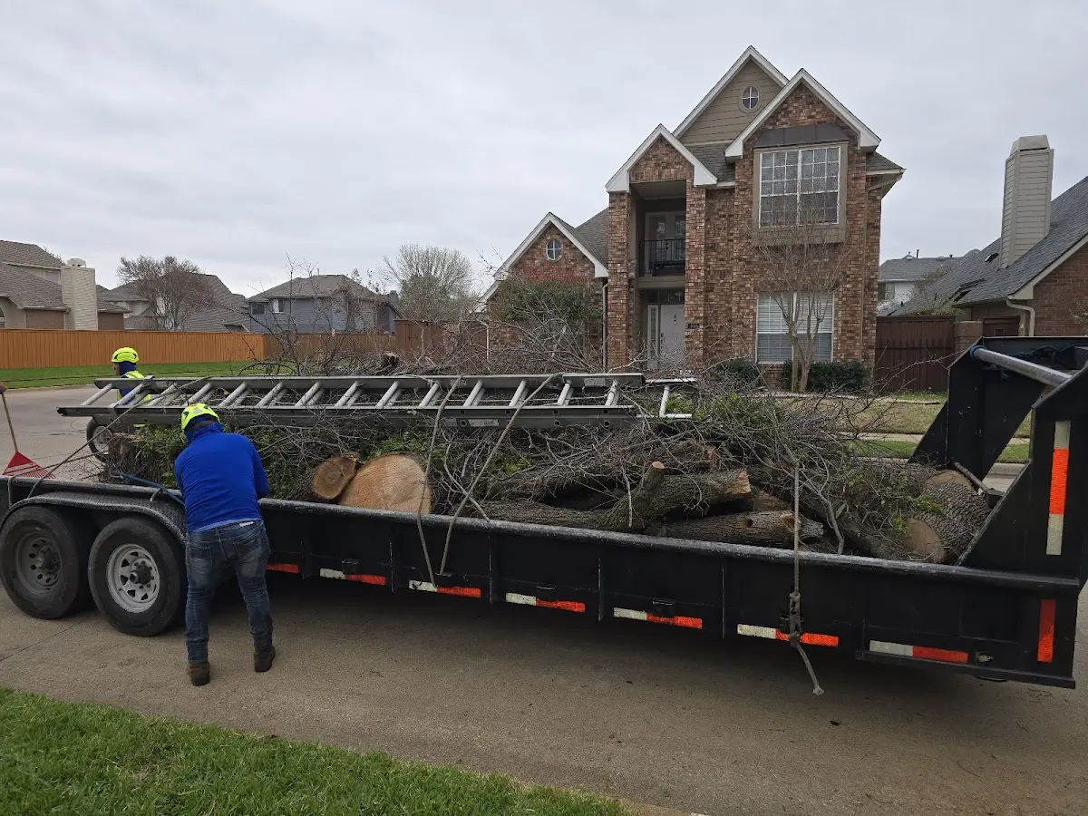 Expert Tree Removal with proper safety equipment in Hampden